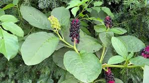 Attēlu rezultāti vaicājumam “Phytolacca acinosa leaf”