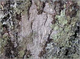 Attēlu rezultāti vaicājumam “Phlyctis agelaea”