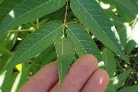 Attēlu rezultāti vaicājumam “Festuca altissima leaf”