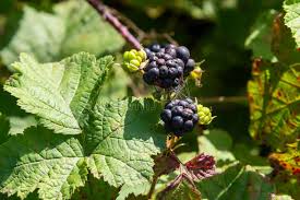 Attēlu rezultāti vaicājumam “Rubus caesius fruit”