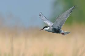 Attēlu rezultāti vaicājumam “Chlidonias hybrida”