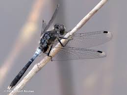 Attēlu rezultāti vaicājumam “Leucorrhinia albifrons”