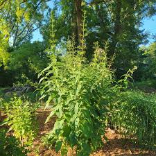 Attēlu rezultāti vaicājumam “Cribraria atrofusca stalked”