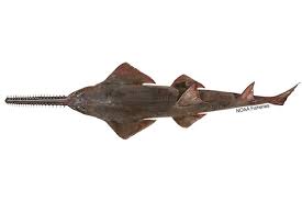 Image result for Pristis pristis