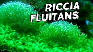 Attēlu rezultāti vaicājumam “Riccia fluitans”