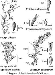 Attēlu rezultāti vaicājumam “Epilobium palustre fruit”