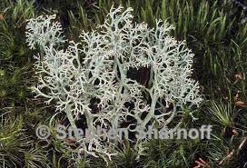 Attēlu rezultāti vaicājumam “Cladonia stellaris”