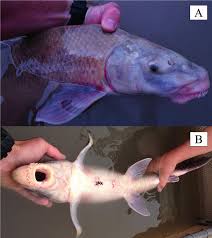 Image result for Cycleptus elongatus