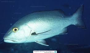 Image result for Lutjanus cyanopterus