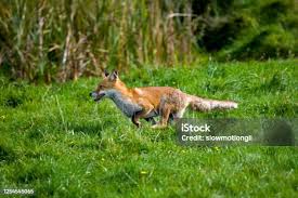 Attēlu rezultāti vaicājumam “Vulpes vulpes  adult”