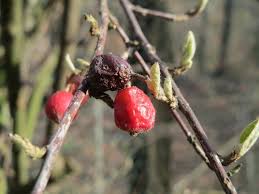 Attēlu rezultāti vaicājumam “Lonicera tatarica fruit”