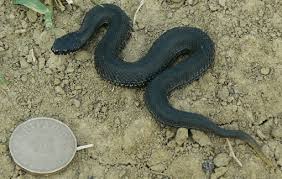 Attēlu rezultāti vaicājumam “Vipera berus”