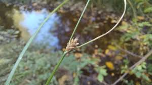 Attēlu rezultāti vaicājumam “Carex remota fruit”