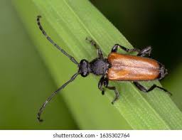 Attēlu rezultāti vaicājumam “Paracorymbia maculicornis”