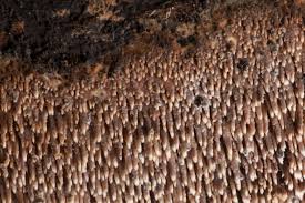 Attēlu rezultāti vaicājumam “Mycoacia fuscoatra”