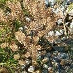 Attēlu rezultāti vaicājumam “Lepidium densiflorum fruit”