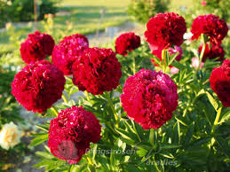 Image result for Pfingstrose