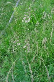 Image result for Verbascum blattaria