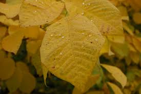 Attēlu rezultāti vaicājumam “Cladrastis kentukea leaf”