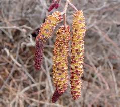 Attēlu rezultāti vaicājumam “Alnus incana female flower”