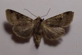 Attēlu rezultāti vaicājumam “Agrochola litura”