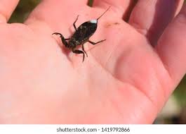 Attēlu rezultāti vaicājumam “Nepa cinerea imago”