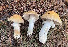 Attēlu rezultāti vaicājumam “Rozites caperata”