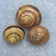 Attēlu rezultāti vaicājumam “Cepaea nemoralis”