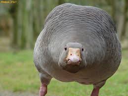 Fat, goose