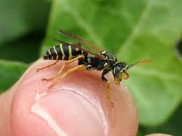 Attēlu rezultāti vaicājumam “Polistes nimpha”