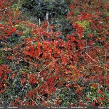 Attēlu rezultāti vaicājumam “Betula nana flower”