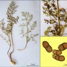 Attēlu rezultāti vaicājumam “Puccinia agrostidis”