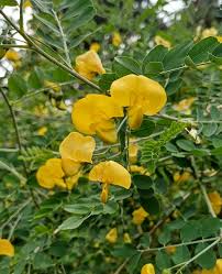 Image result for Colutea arborescens
