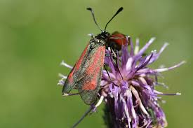 Attēlu rezultāti vaicājumam “Zygaena minos”