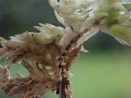 Attēlu rezultāti vaicājumam “Sphagnum compactum”