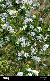 Attēlu rezultāti vaicājumam “Exochorda giraldii var. wilsonii”