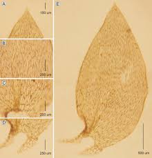 Attēlu rezultāti vaicājumam “Plagiothecium sp.”