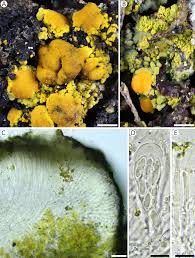 Attēlu rezultāti vaicājumam “Candelariella sp.”