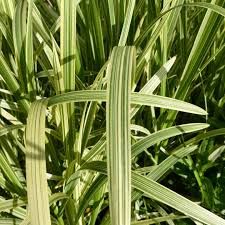 Attēlu rezultāti vaicājumam “Glyceria maxima fruit”