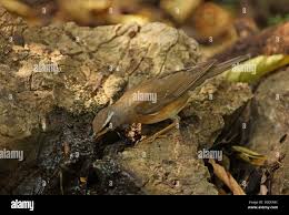 Image result for Turdus obscurus