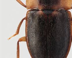 Attēlu rezultāti vaicājumam “Epuraea sp.”