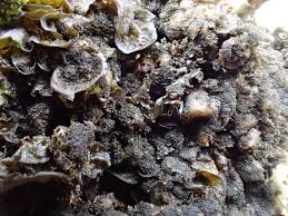 Attēlu rezultāti vaicājumam “Collema flaccidum”