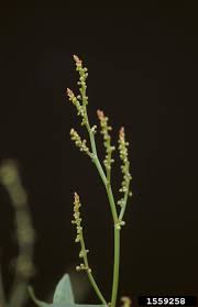 Attēlu rezultāti vaicājumam “Rumex acetosa bud”