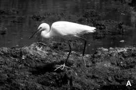 Image result for Egretta garzetta