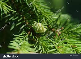 Attēlu rezultāti vaicājumam “Sacchiphantes abietis”