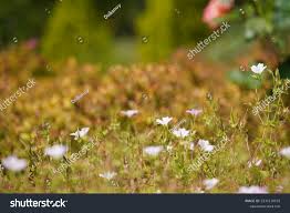 Attēlu rezultāti vaicājumam “Geranium bohemicum fruit”
