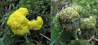 Attēlu rezultāti vaicājumam “Fuligo gyrosa macro”