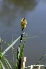 Attēlu rezultāti vaicājumam “Carex acuta leaf”