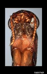 Attēlu rezultāti vaicājumam “Lymexylidae”