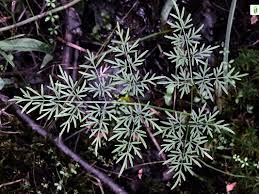 Attēlu rezultāti vaicājumam “Peucedanum palustre leaf”